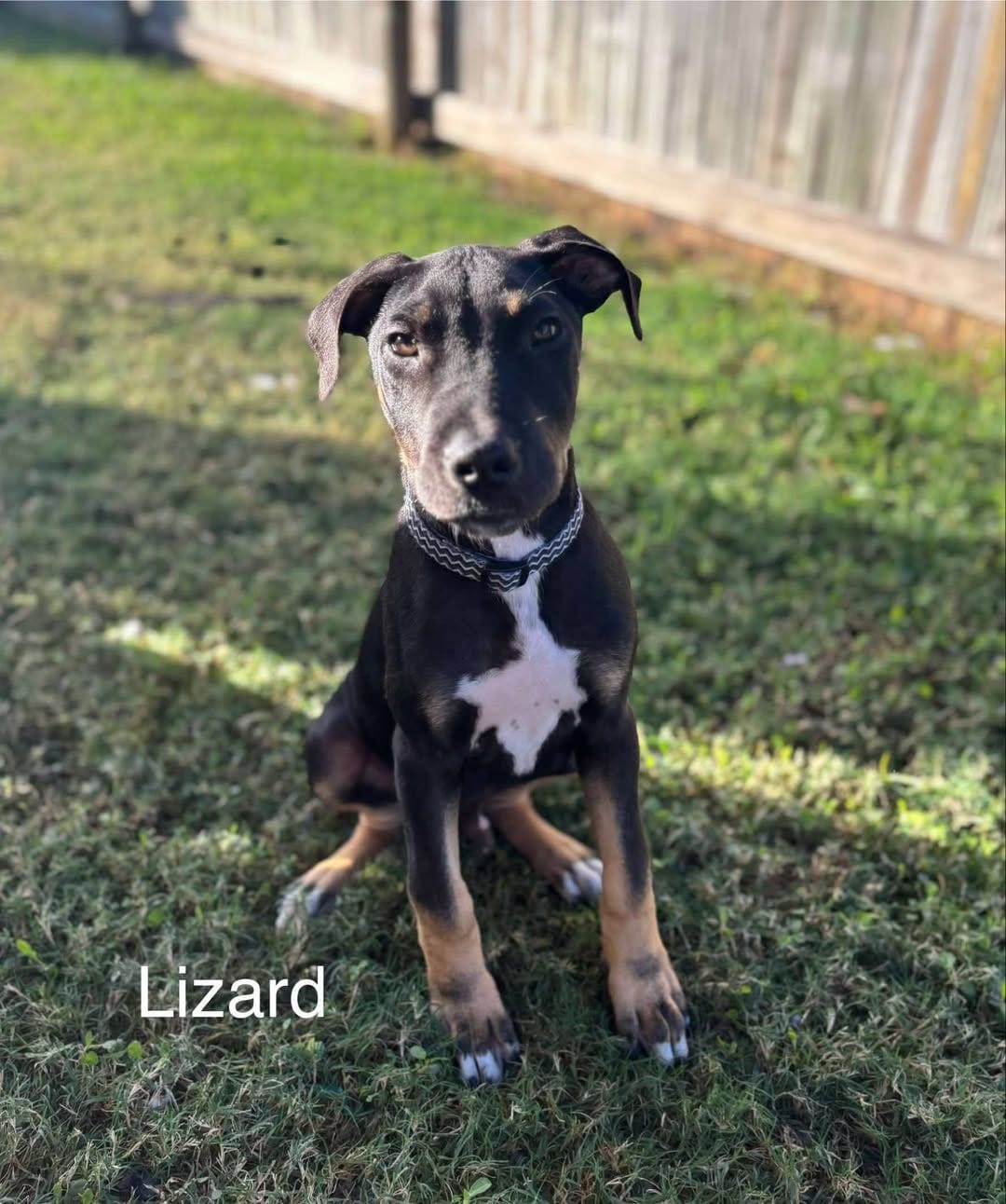 Lizard Lizard
